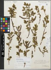Foto von Salix stenostachya A. Kern.